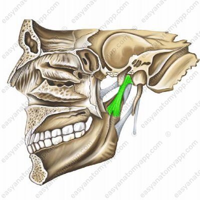 Sphenomandibular ligament (lig. sphenomandibulare)
